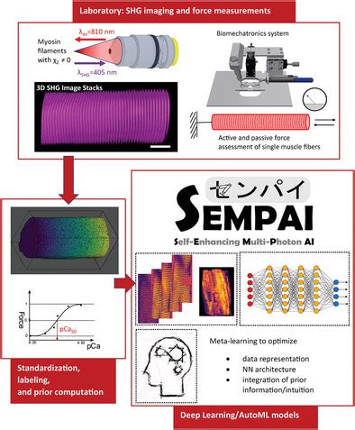 chloe goossens|SEMPAI: a Self‐Enhancing Multi‐Photon Artificial Intelligence for .